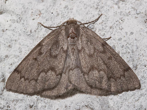 Nepytia semiclusaria (Walker, 1862)