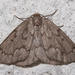 Nepytia semiclusaria - Photo (c) Mike Boone,  זכויות יוצרים חלקיות (CC BY-SA)