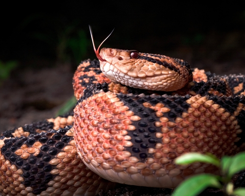 Lachesis muta