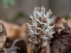 Pachysandra procumbens