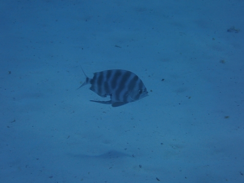 Sailfin velifer (Velifer hypselopterus) — Veliferidae — 5