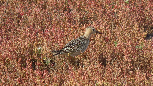 Correlimos canelo (Calidris subruficollis)