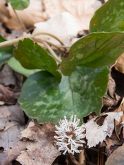 Pachysandra procumbens