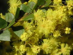 Phyllodineae