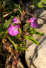 Stachys neurocalycina