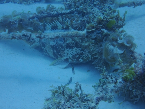 Malabar grouper