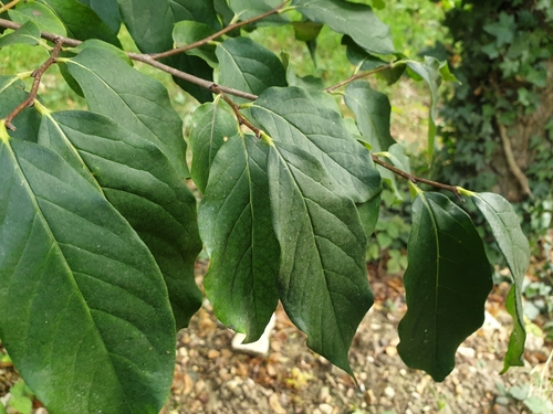 Image of Diospyros lotus by (c) Clément Maouche, some rights reserved (CC BY)