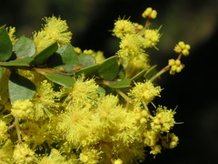 Phyllodineae