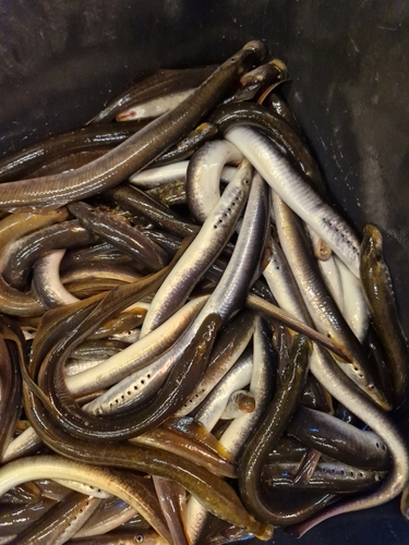 Rivierprik (Lampetra fluviatilis) — Petromyzontidae — 2