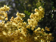 Phyllodineae