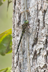 Gomphaeschna furcillata