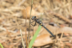 Helocordulia selysii