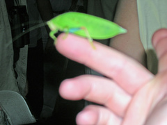 Zabalius ophthalmicus