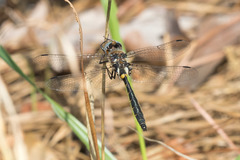 Helocordulia selysii