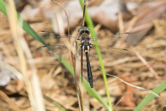Helocordulia selysii