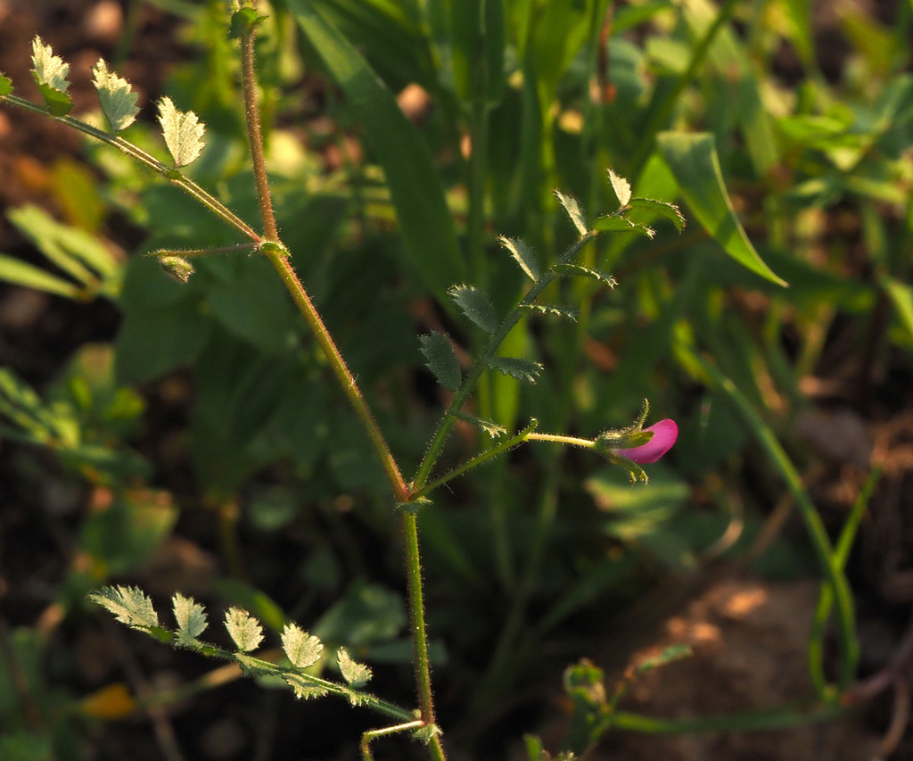 Judean chickpea