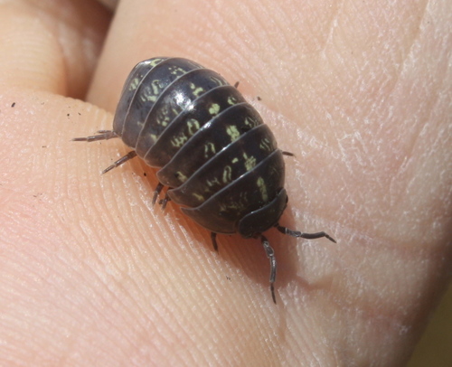 Armadillidium vulgare