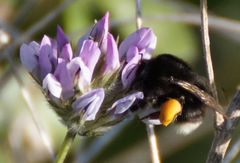 Bombus terrestris canariensis