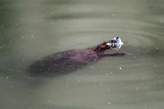 Trachemys gaigeae