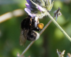 Bombus terrestris canariensis