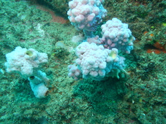 Pyura spinifera