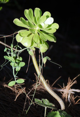 Aeonium arboreum
