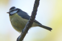 Cyanistes teneriffae teneriffae