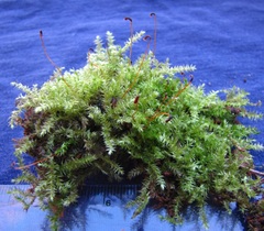 Herzogiella striatella