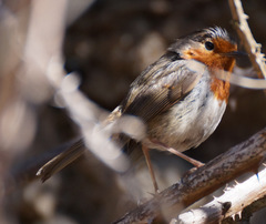 Erithacus rubecula superbus