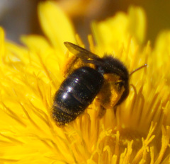 Andrena vulcana