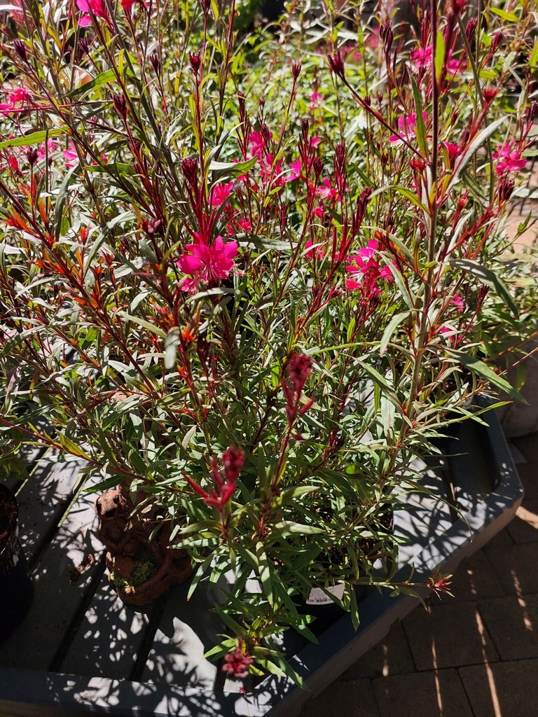 clockweed from Joostenberg Vlakte, Cape Town, 7570, South Africa on ...