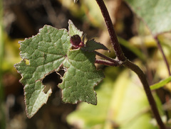 Pericallis echinata image