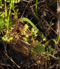 Galium judaicum