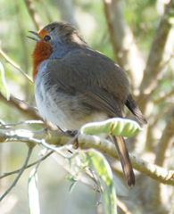 Erithacus rubecula superbus