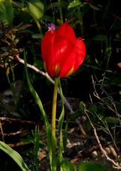Tulipa agenensis