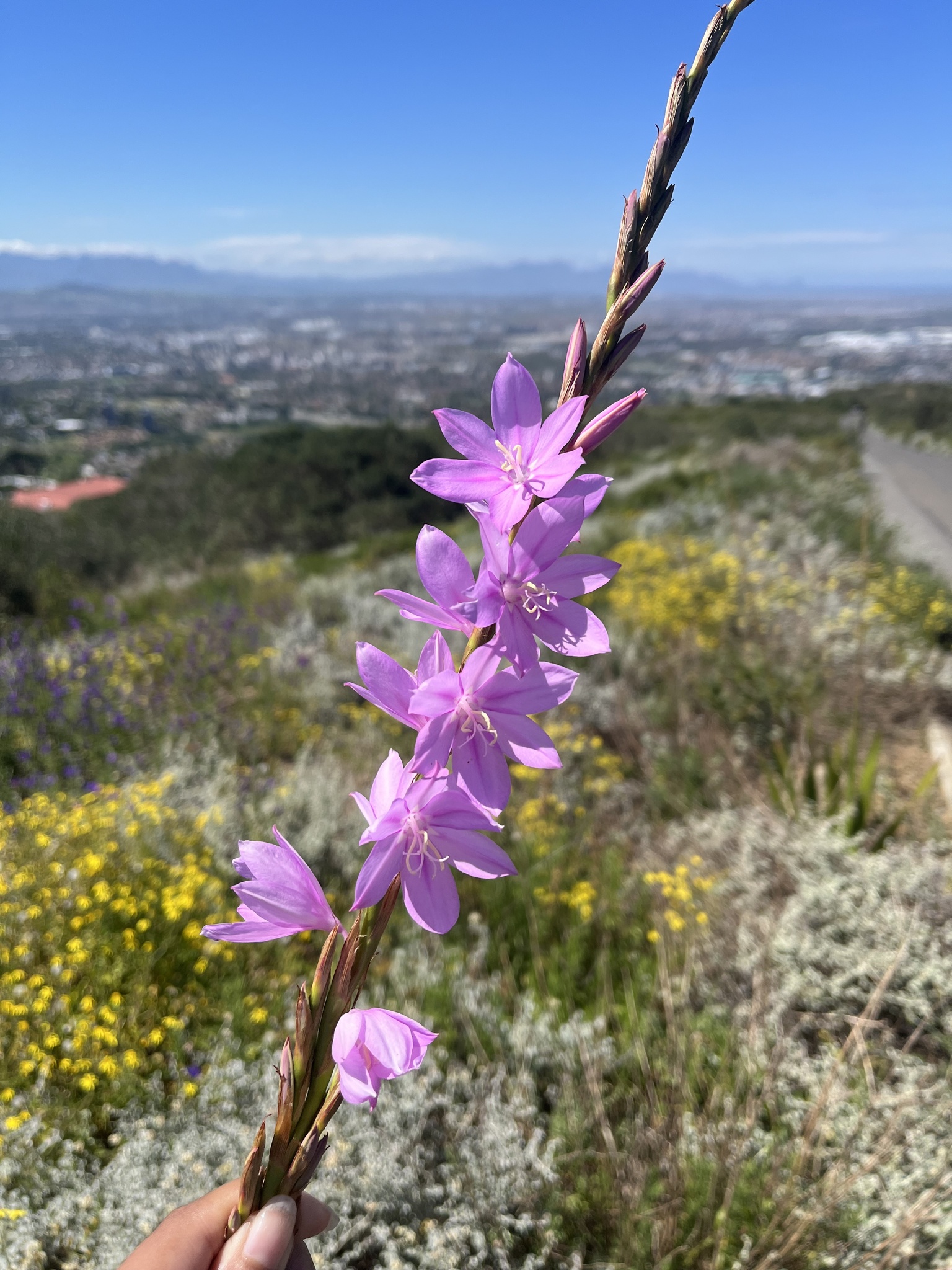 Watsonia marginata