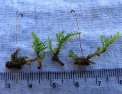 Herzogiella striatella