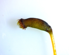 Herzogiella striatella