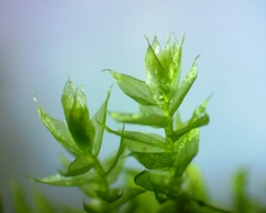 Herzogiella striatella