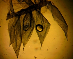 Herzogiella striatella