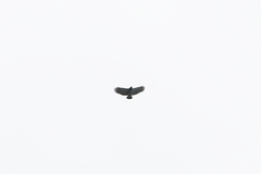 Morphnarchus princeps