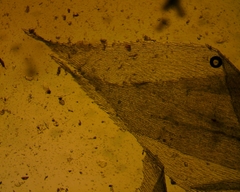 Herzogiella striatella