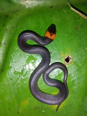 Hallowell's Coffee Snake photo 1