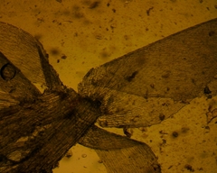 Herzogiella striatella