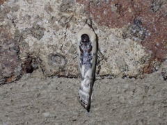 Antaeotricha
