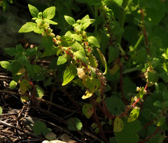 Parietaria lusitanica