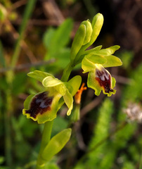 Ophrys lutea galilaea