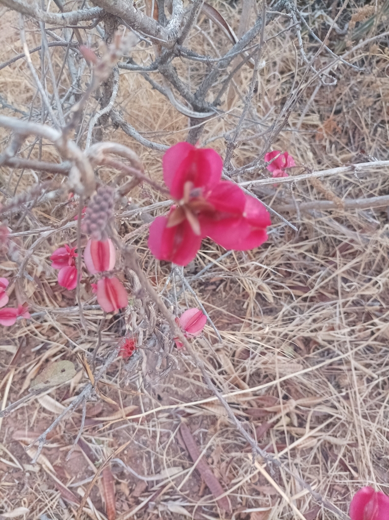 Combretum purpureiflorum (Combretum purpureiflorum)