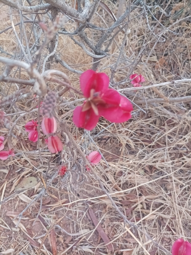Combretum purpureiflorum (Combretum purpureiflorum)