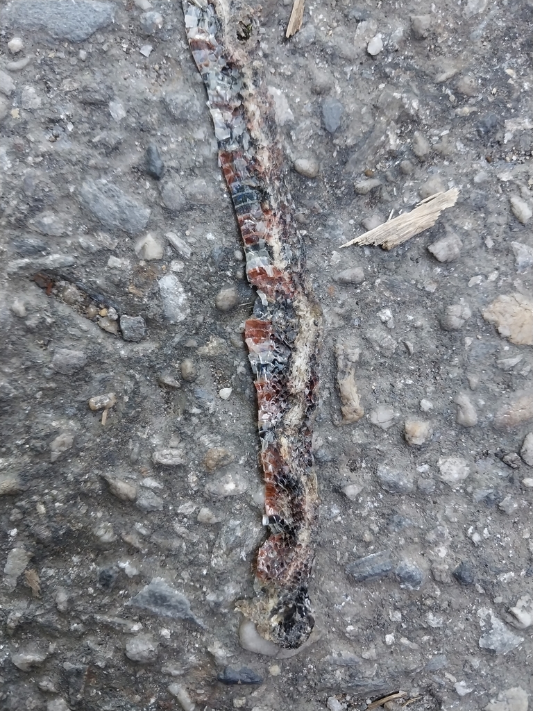 Trinidad Northern Coralsnake from Tunapuna/Piarco Regional Corporation ...